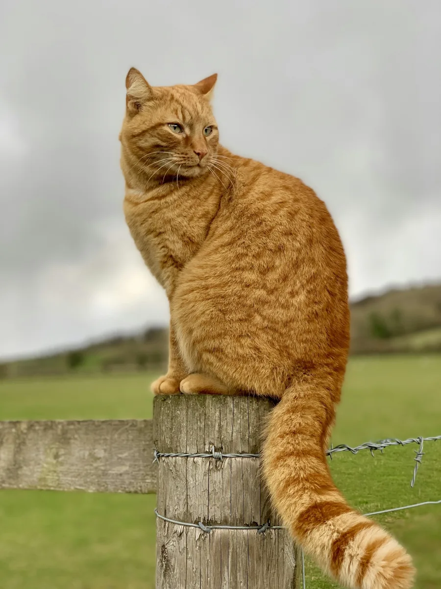 A ginger cat sitting on a fence, original photo with grass and sky behind it