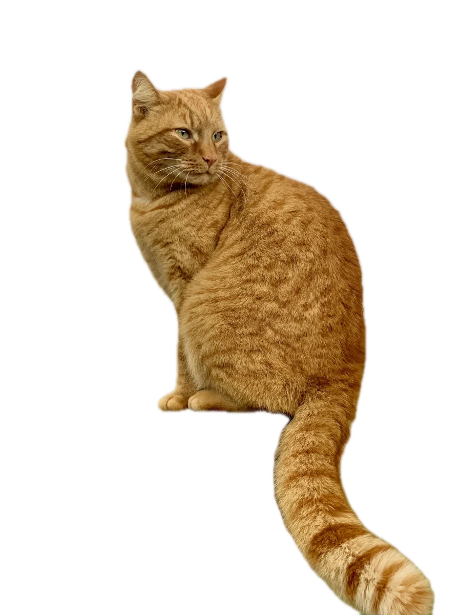 The same ginger cat cut out on a transparent checkerboard background